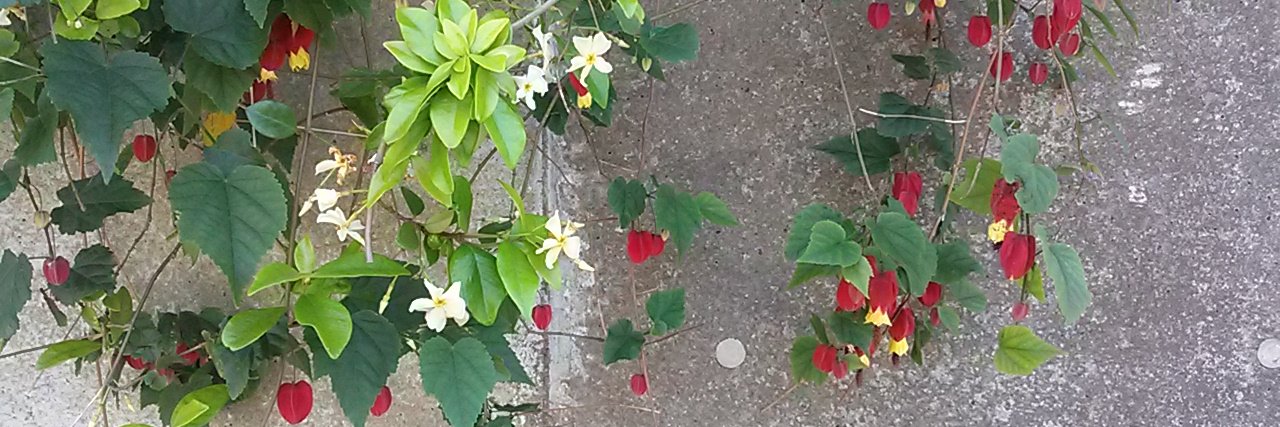 ねこまな's banner