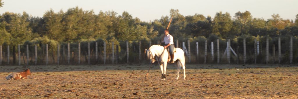LuisMayorgaPi's profile banner image