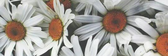 alestrina95's profile banner image