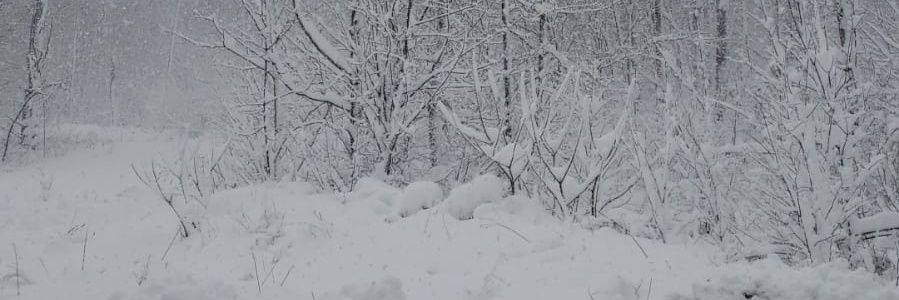elliegnyc's profile banner image