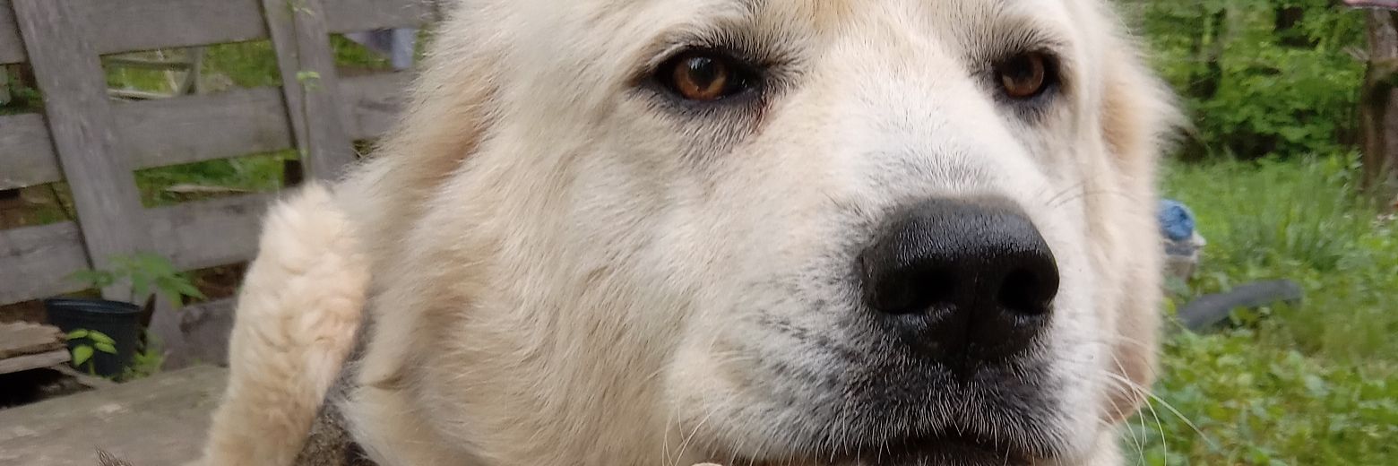 Mutt Jenkins banner