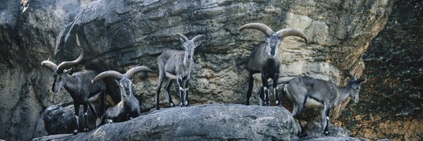 sheep_tomiyama Profile Banner