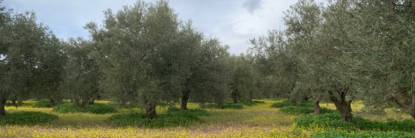 mkhashki Profile Banner