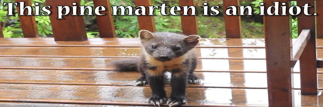 Kris 🦭💜 banner