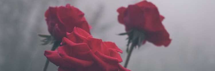 uuuulk's profile banner image