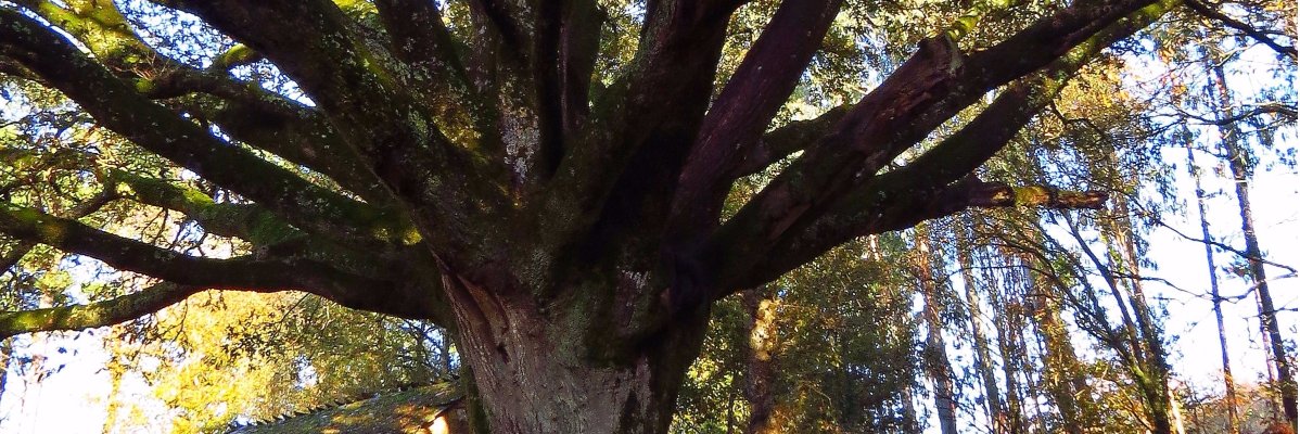 _Chiwee's profile banner image