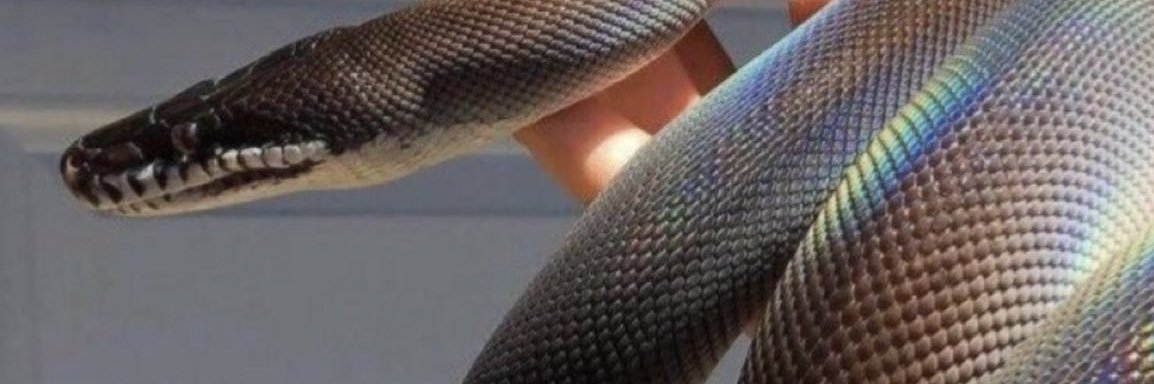 caia_rose's profile banner image