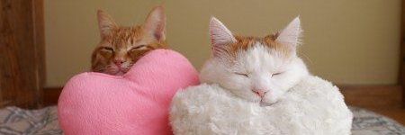 belleベル✝️מָרָנָתָה/maranatha🇺🇸 banner