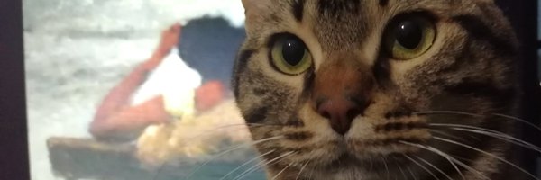 CaptainShiaaaa Profile Banner