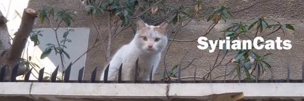 SyrianCats Profile Banner