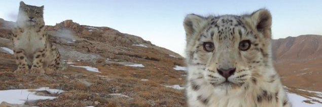 𝓈𝑜𝓇𝑜𝓁𝓁𝒶 • སོརོཡ banner