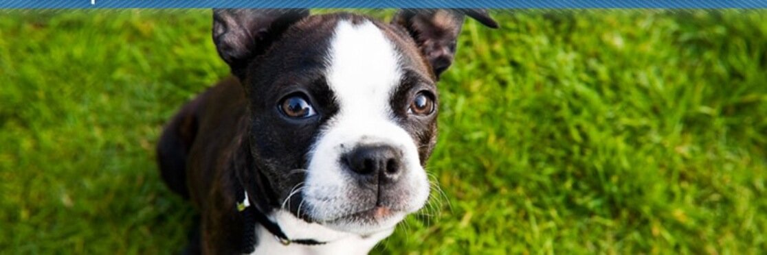 AnimalSense's profile banner image