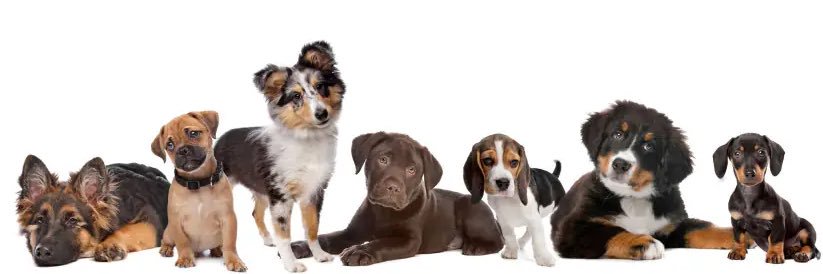 DogtorLife Loves GIFs banner