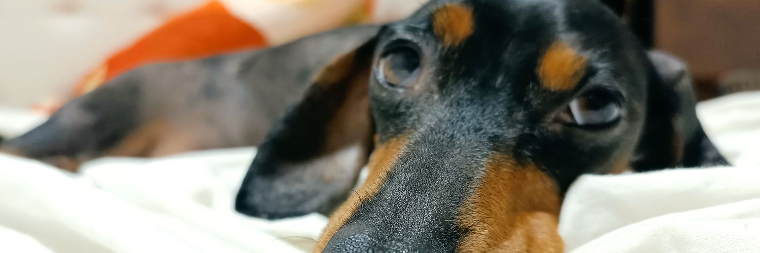 joaquinracca's profile banner image