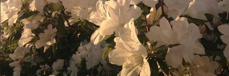 ✦VALLI✦ (#GROOVYGROWNUPS)'s banner