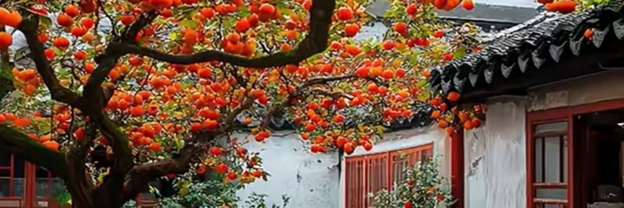 云淡淡风轻轻 banner