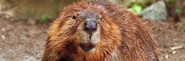 BeavEaton33766 Profile Banner