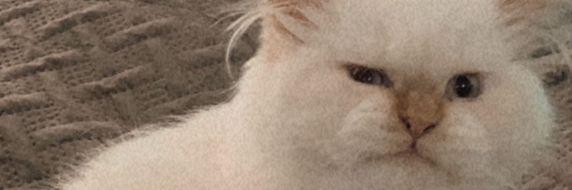 Brown Carrie Bradshaw banner