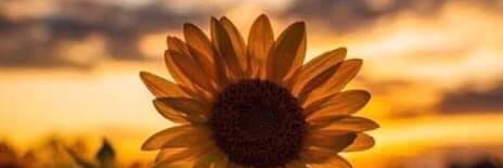 XPhey85451's profile banner image