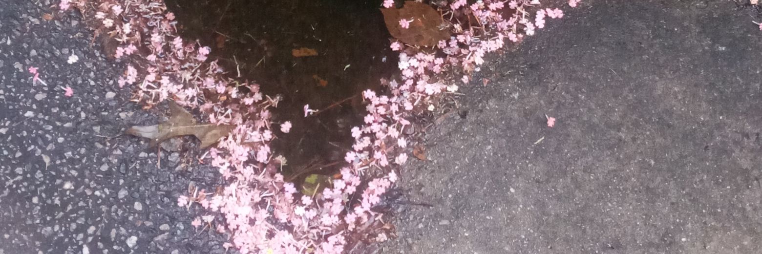 jellyfish lover banner