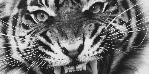 williiamkills's profile banner image