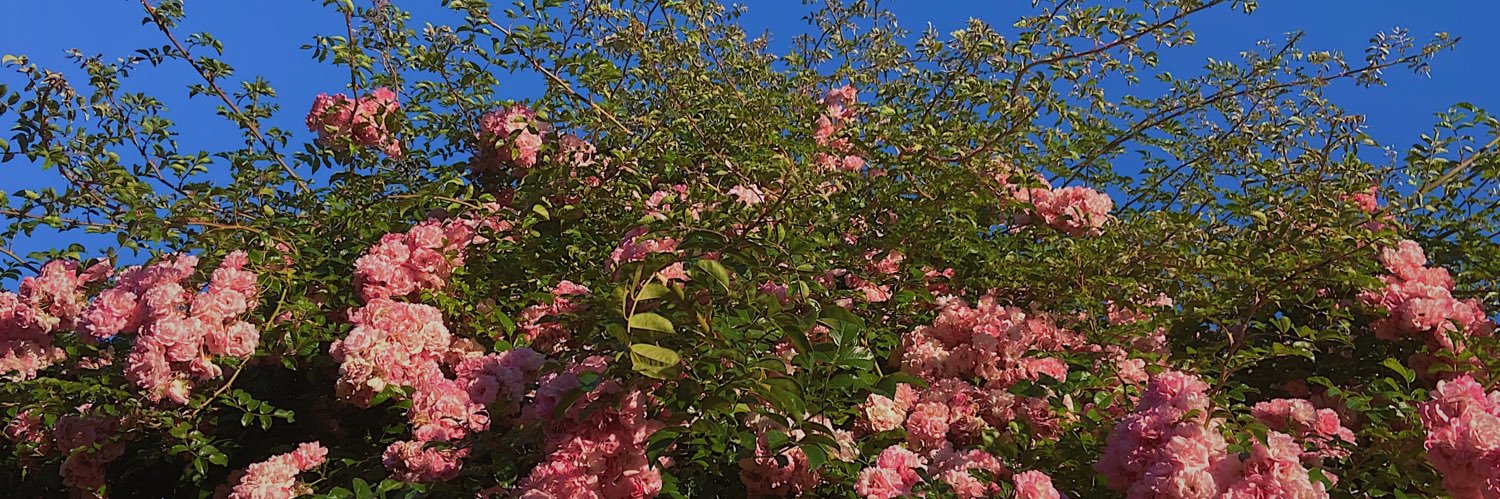 hannahgpolk's profile banner image
