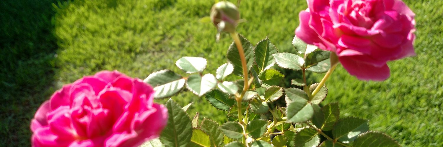 arielemartinsap's profile banner image