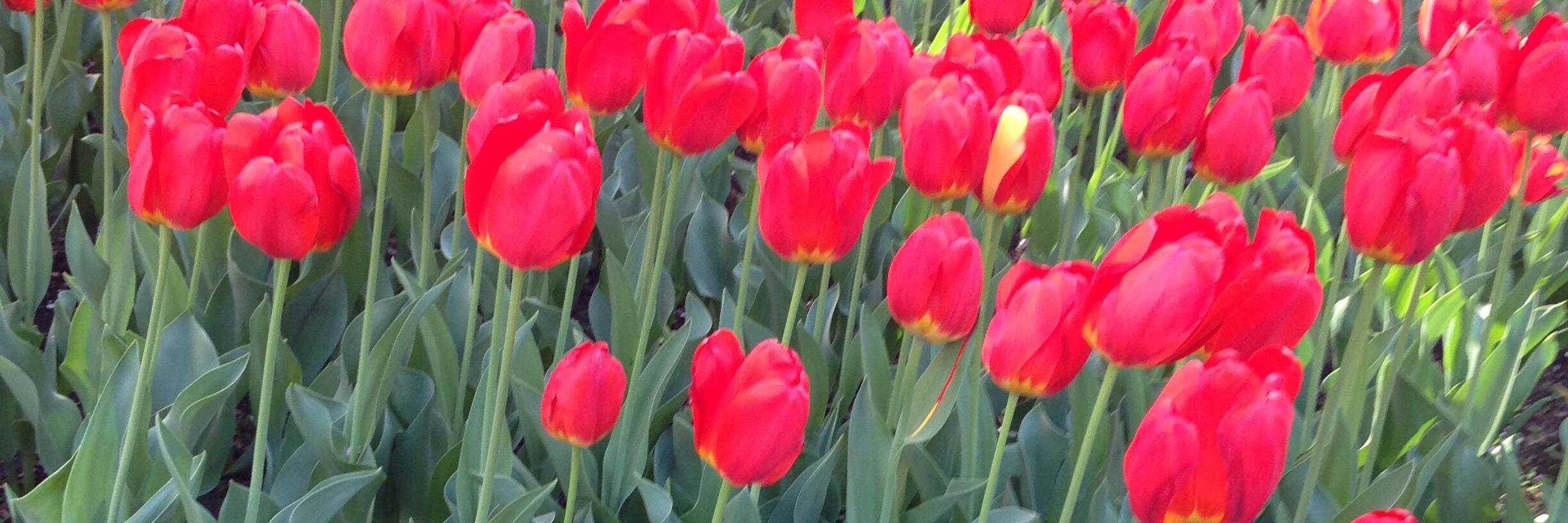 thestylephile's profile banner image