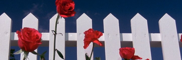 PPoliev's profile banner image