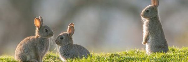 RABBIT 🥕🐇 Profile Banner