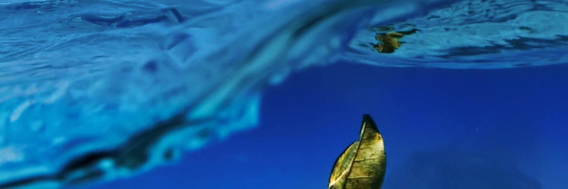 mocomoco banner