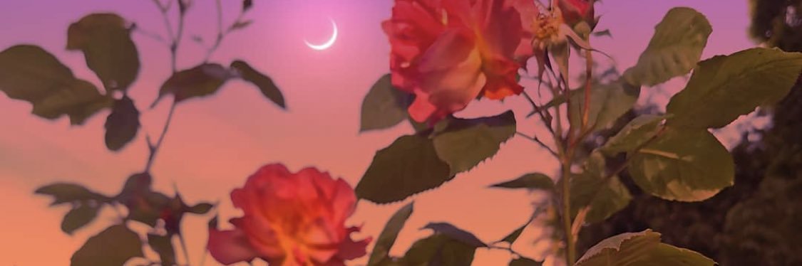 dollybird1963's profile banner image