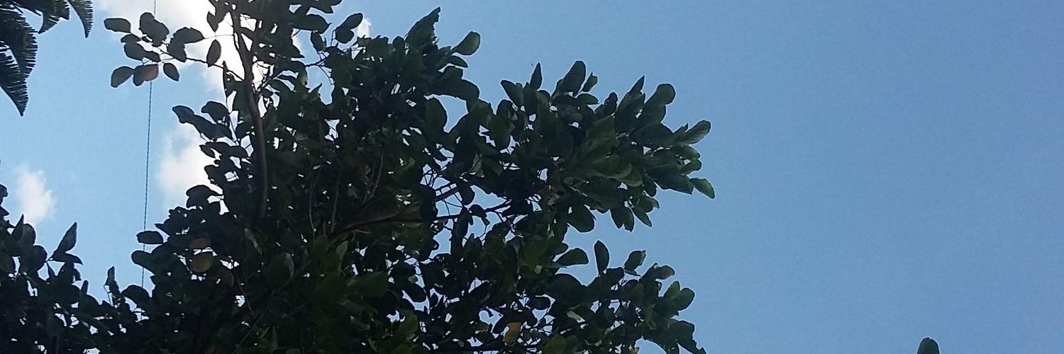 new_cmj's profile banner image