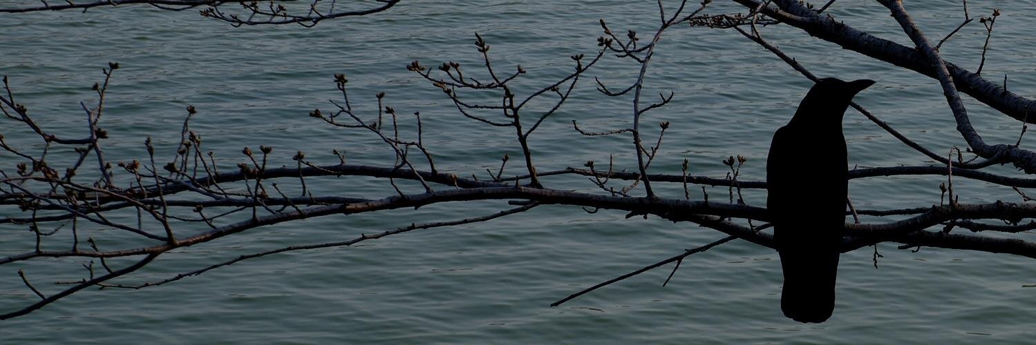 5px's profile banner image