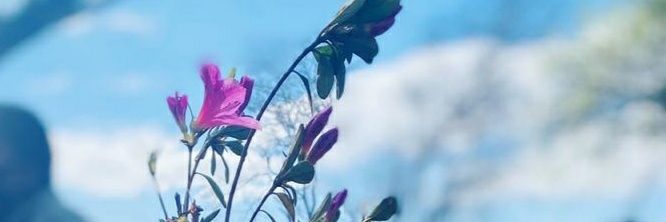 pheli_modi's profile banner image