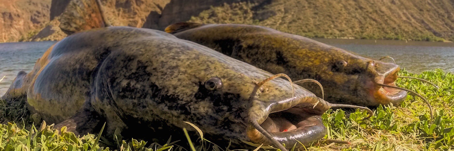 ArizonaFishing's profile banner image