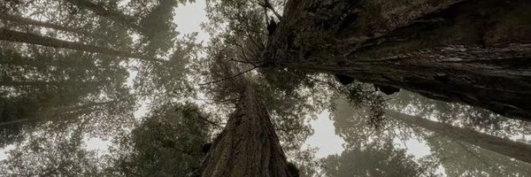 beastyaura Profile Banner
