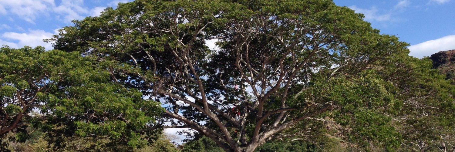 NatyBaldeon's profile banner image