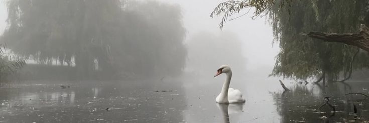 isabel ୨ৎ banner