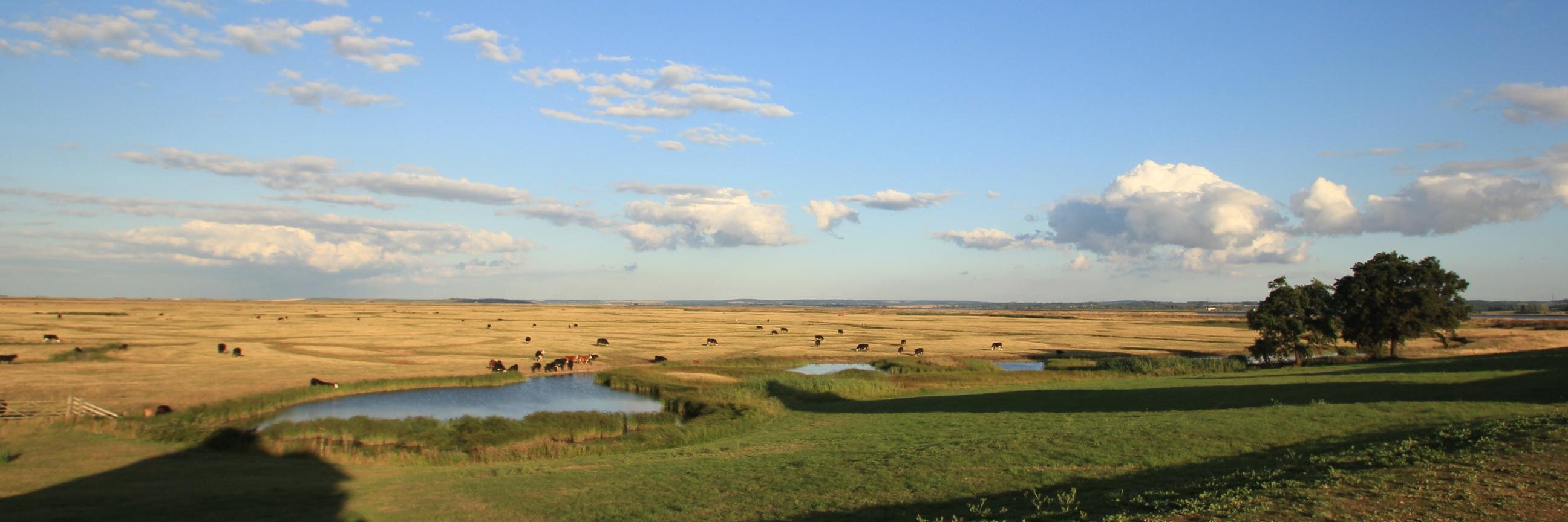 Elmley NNR's banner