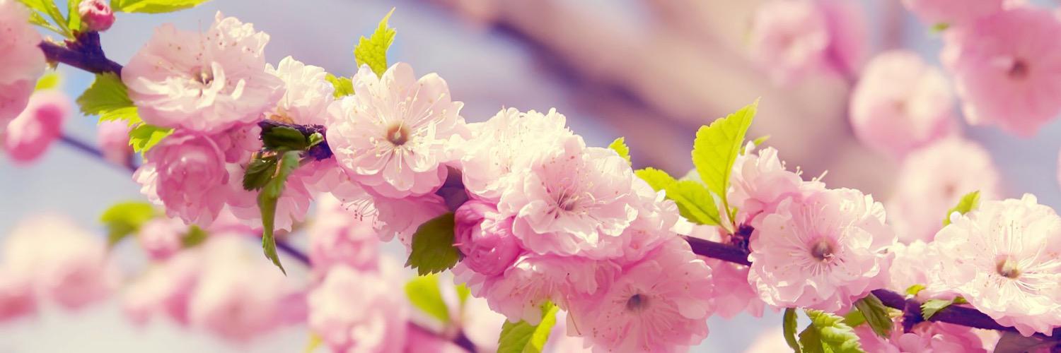 CataEmme's profile banner image