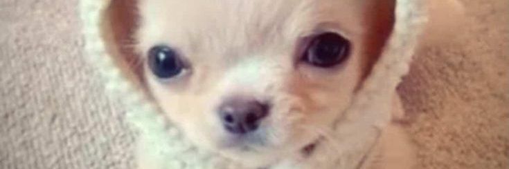 mag ♡ banner