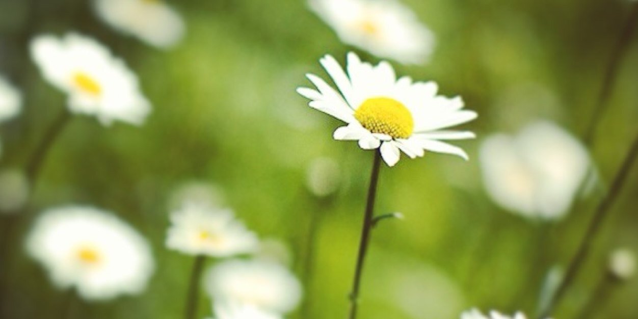 bultpotch's profile banner image