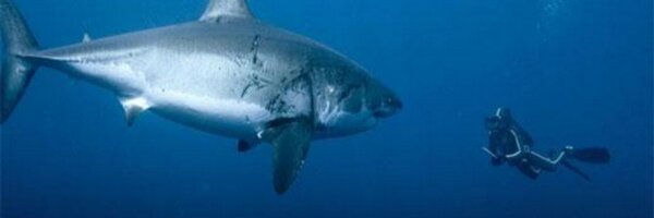 poida Profile Banner