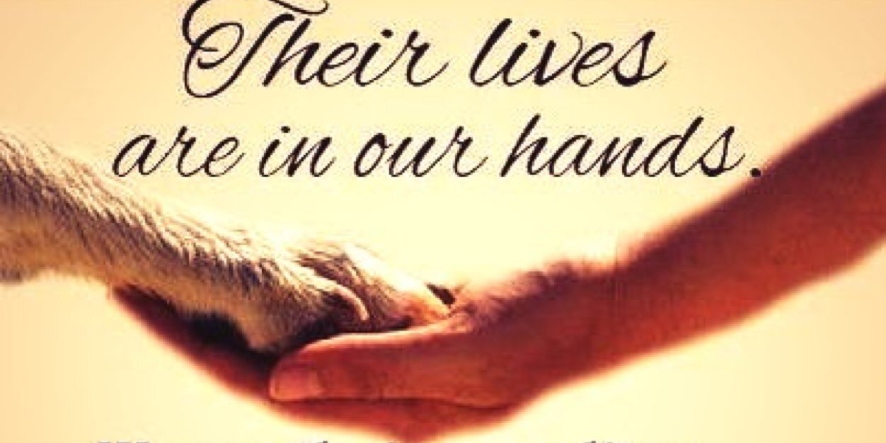 Vegan_Elu's profile banner image