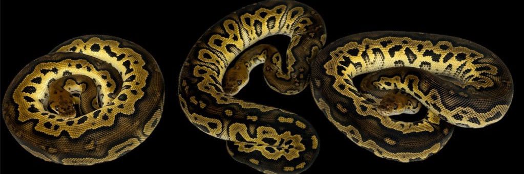 まる𓆙 satisfactory banner