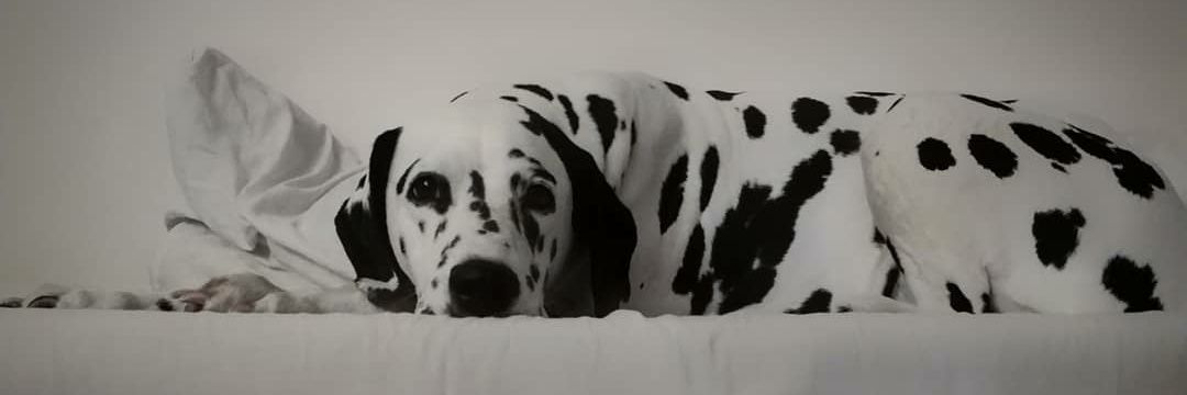 тэгэка прокламатор banner