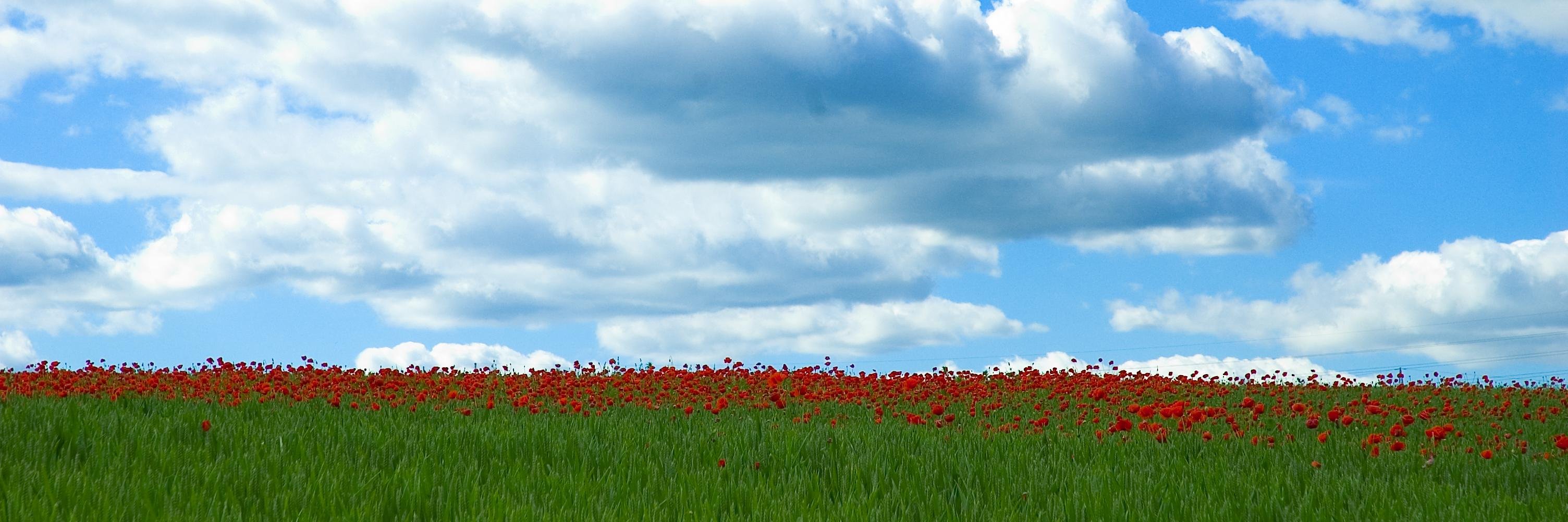 Anne.Costas banner