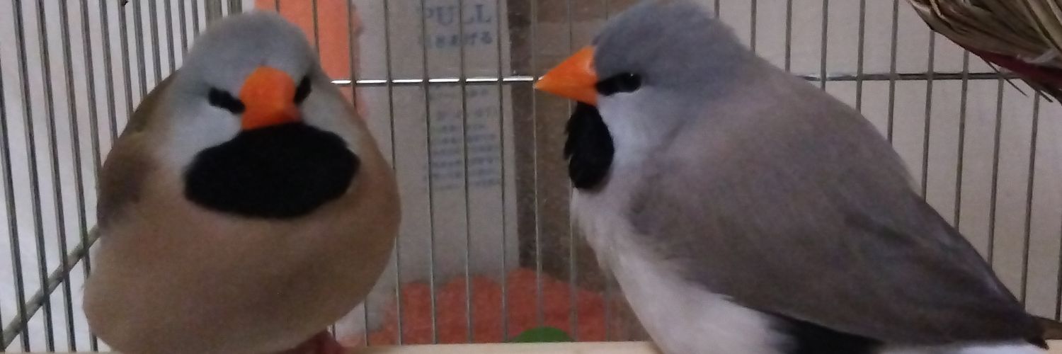 スタとフォグ banner