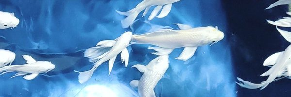 nyang4rigatto Profile Banner